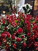 Thumbnail of IMG-20190119-WA0016.jpg